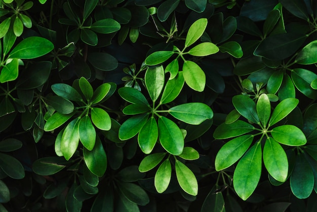 Бесплатное фото Чистые зеленые ботанические листья в саду