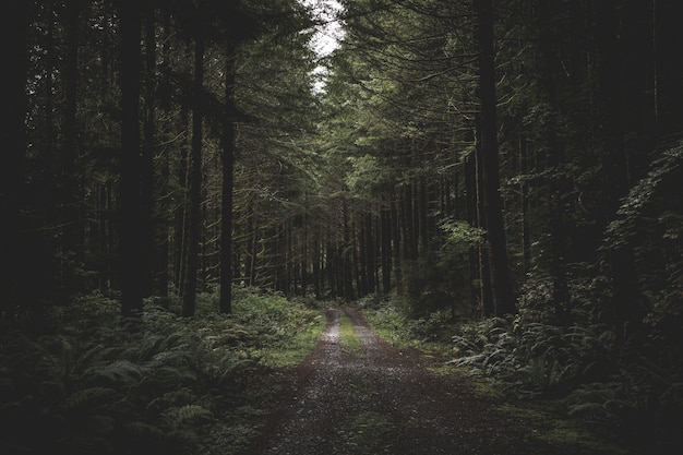 Free photo curvy narrow muddy road in a dark forest surrounded by greenery and a little light coming from above