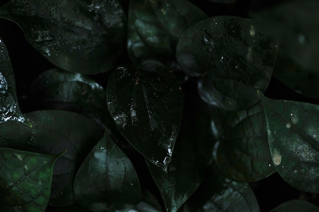 Бесплатное фото Роса на темных листьях
