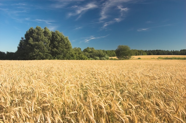 Бесплатное фото Сухая пшеница