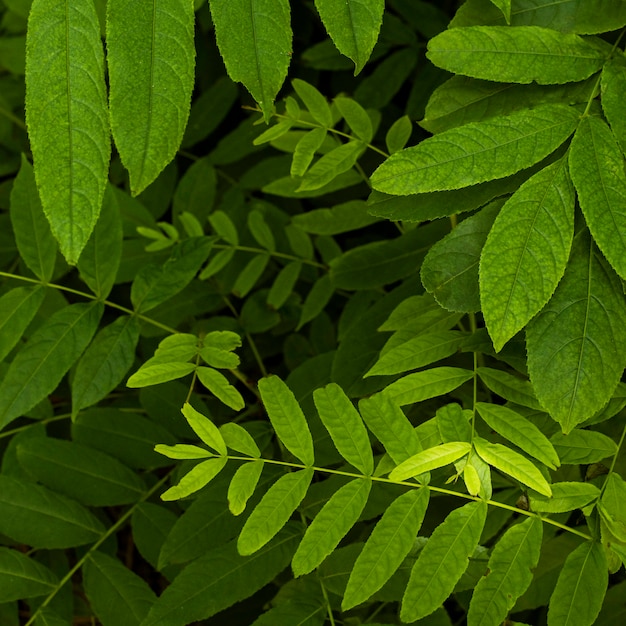 Бесплатное фото Экзотическая листва и растения