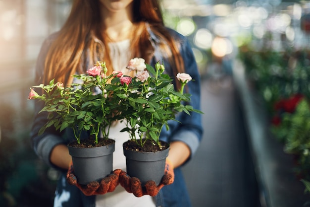 Free photo female gardener holding small roses in pots. close-up.