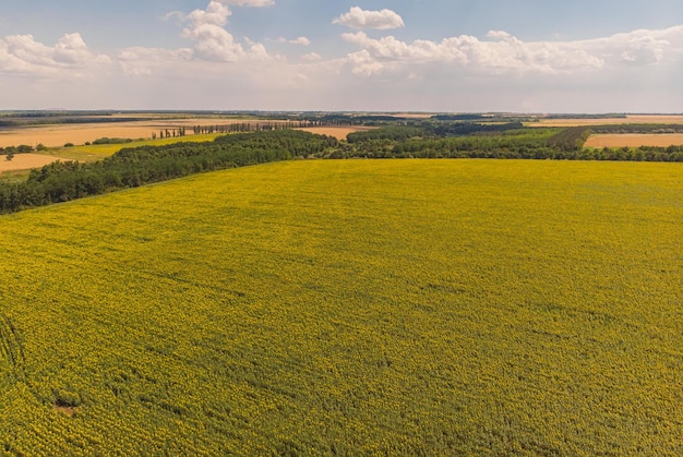 Foto gratuita campo di girasoli veduta aerea di campi agricoli in fiore di semi oleosi
