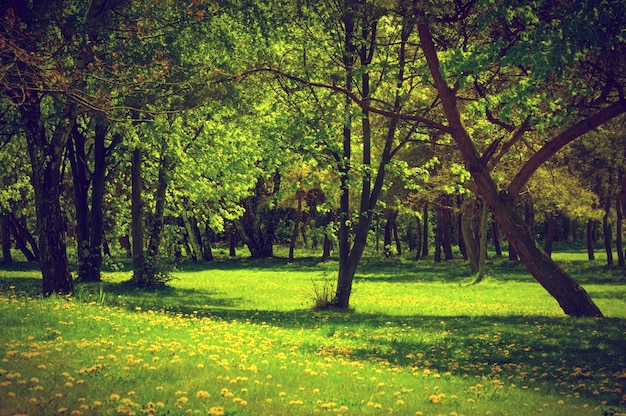 Free photo forest with grass