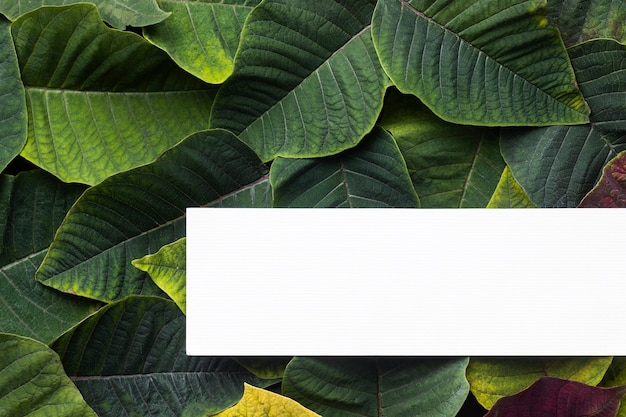 Бесплатное фото Плоская композиция из зеленых листьев с белой картой