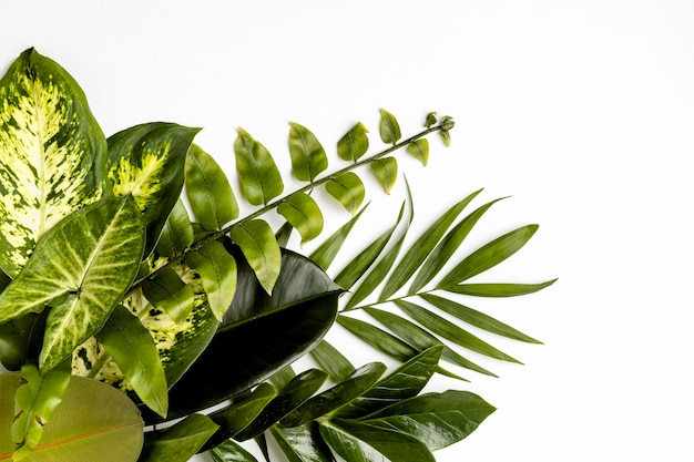Free photo flat lay green leaves composition