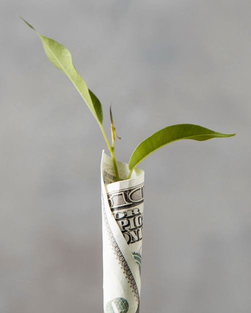 Бесплатное фото Вид спереди банкноты, обернутой вокруг растения