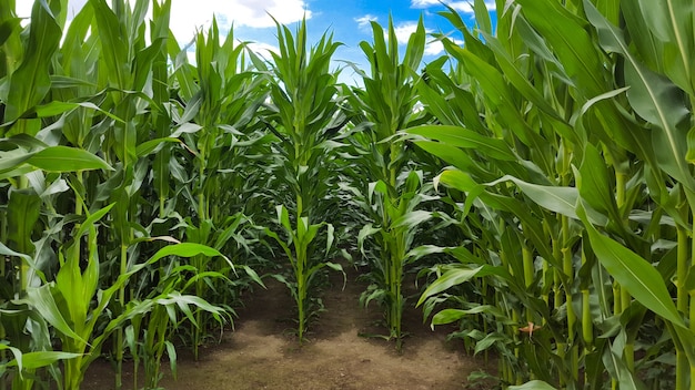 Free photo front view of a corn field which plants have reached their maximum height
