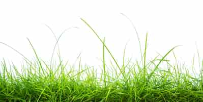 Бесплатное фото Свежая зеленая трава на белом фоне