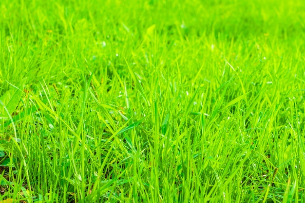Бесплатное фото Свежий весенний зеленой траве