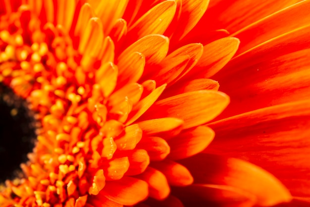 Бесплатное фото Полная рамка красивой ярко-оранжевой герберы