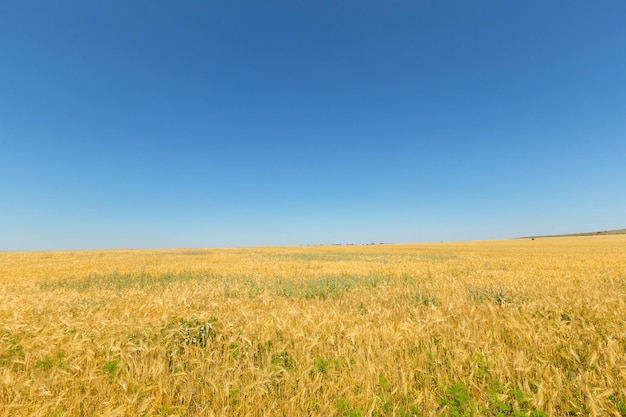 Бесплатное фото Золотое пшеничное поле