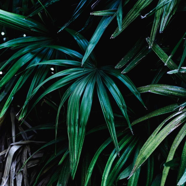 Бесплатное фото Группа тропических зеленых листьев