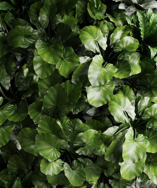Foto gratuita foresta verde di foglie tropicali verde scuro