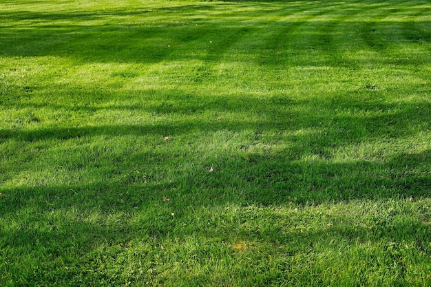 Бесплатное фото Зеленая трава с копировальным пространством натуральные зеленые растения ландшафта экология космоса забота о природе идея свежих обоев в качестве фона