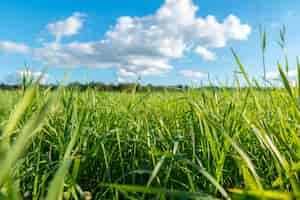 Бесплатное фото Зеленая трава и белые облака