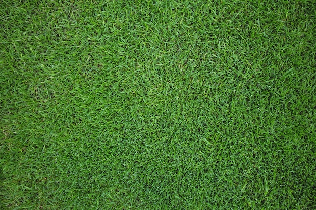 Бесплатное фото Зеленая трава фон поле