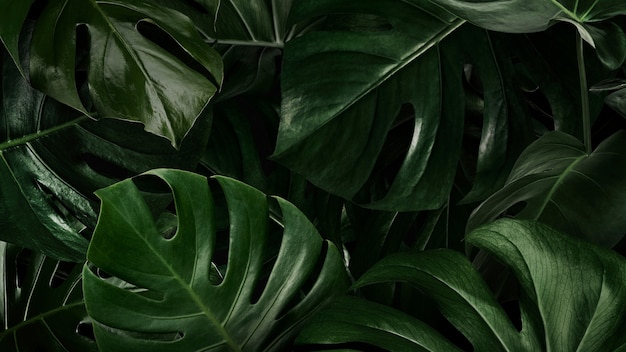 Бесплатное фото Зеленые листья природа фон обои