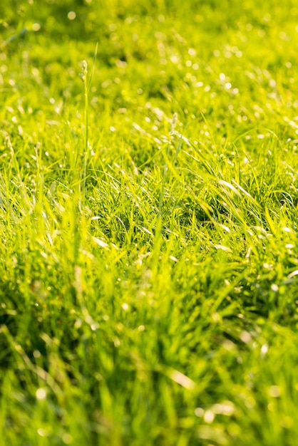 Бесплатное фото Зеленая длинная трава летом