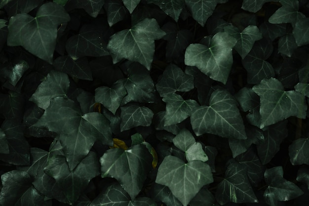 Бесплатное фото Сердце формы зеленые листья шаблон фон
