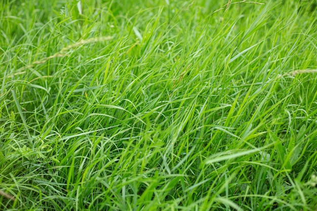 Бесплатное фото Снимок красивой зеленой травы, покрывающей луг, под высоким углом при дневном свете