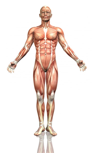 Бесплатное фото 3d визуализация мужской фигуры с подробной картой мышц