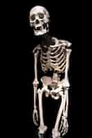 Free photo human skeleton on a black background isolated