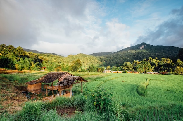 Free photo hut in rice field in thailand