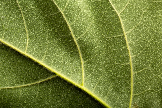 Free photo indoor plant textures details