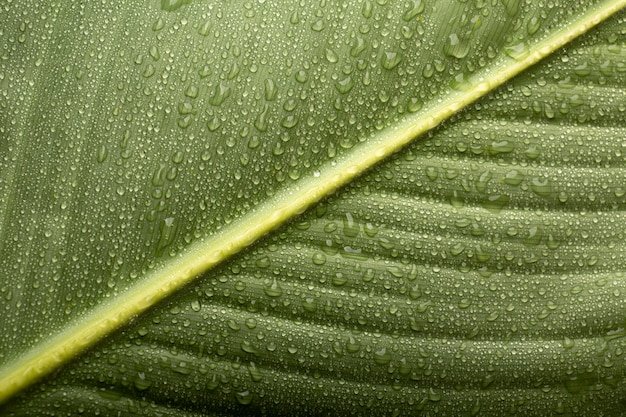 Бесплатное фото Детали текстуры комнатных растений