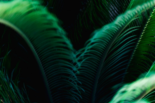 Бесплатное фото Макрос зеленого тропического листа
