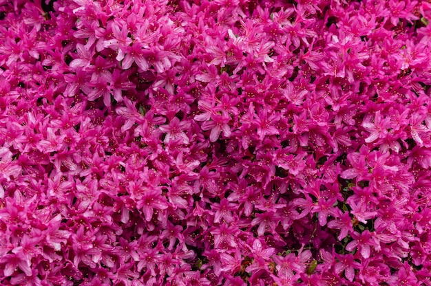 Free photo mesmerizing picture of pink flowers