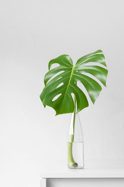 Free photo minimal tropical leaf arrangement