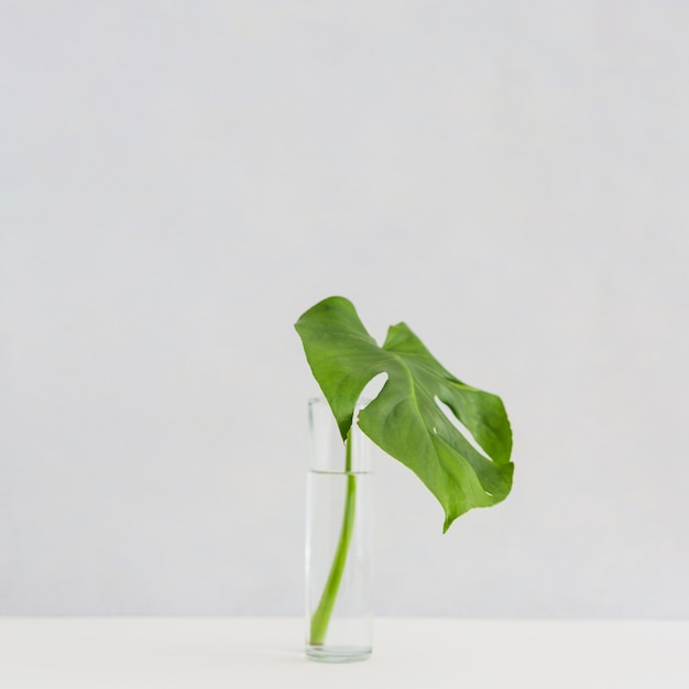 Free photo monstera leaf in glass vase on desk against white background