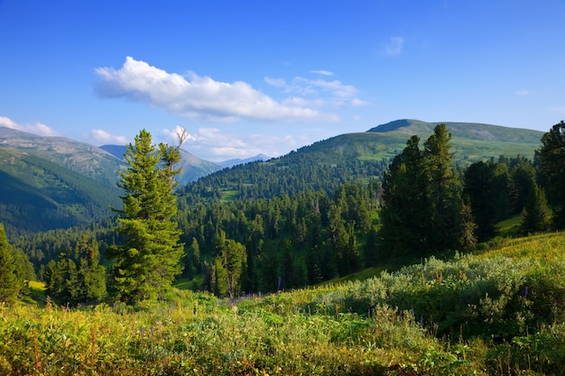 Бесплатное фото Горы пейзаж с кедровым лесом