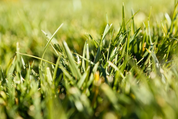 Бесплатное фото Естественная трава крупным планом