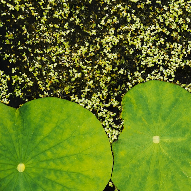 Natural lotus leaves and duckweed background
