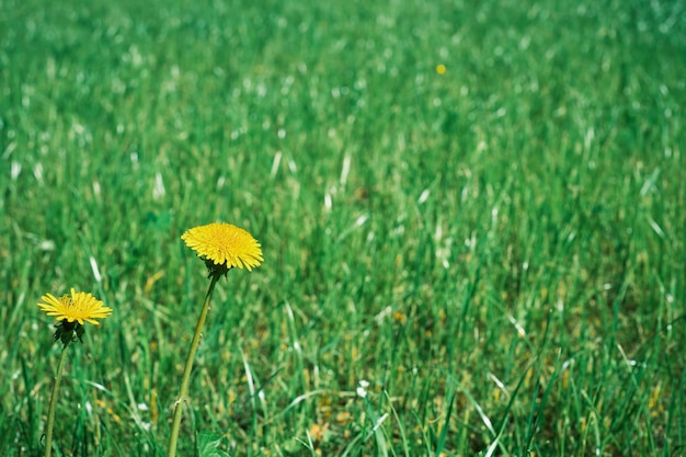 Бесплатное фото Один желтый одуванчик в молодой свежей зеленой траве весной или в начале лета идея баннера - забота о здоровье цветение жизни фон для рекламы здоровья и косметологии