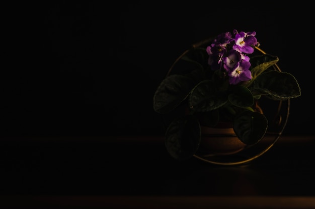 Бесплатное фото Горшечное растение альтов