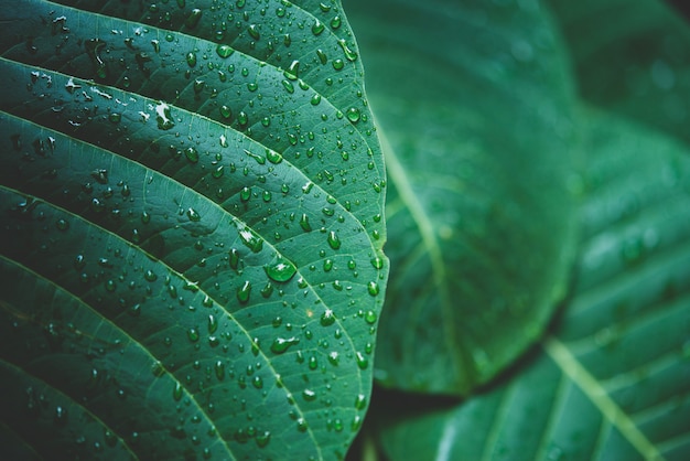 Free photo rain water on a green leaf macro.
