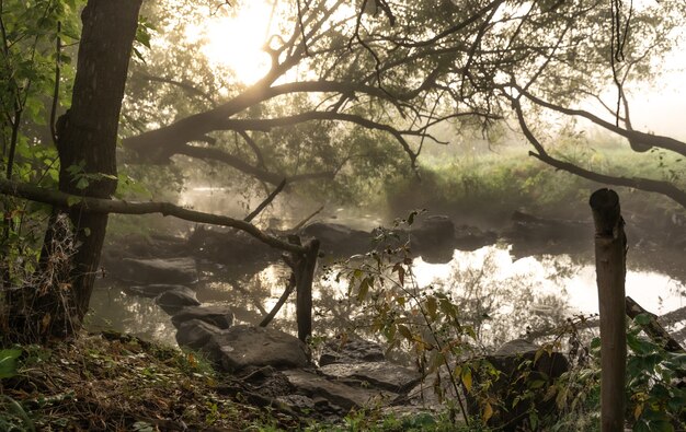 Река с порогами в тумане в лесу ранним осенним утром