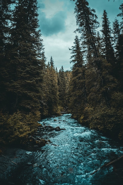 Бесплатное фото Река между деревьями