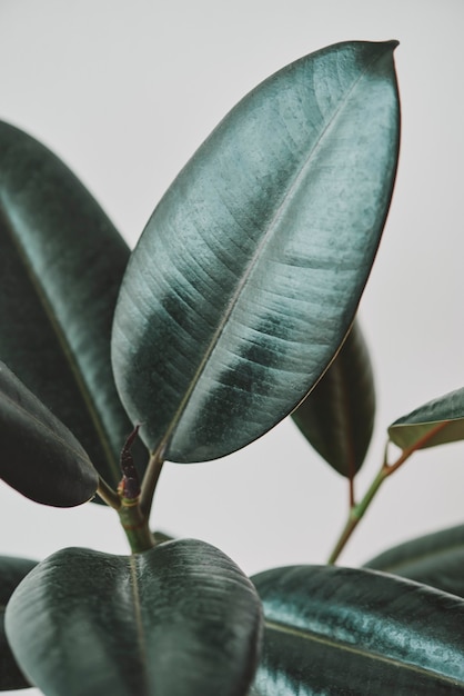Бесплатное фото Листья каучуковых растений на сером фоне