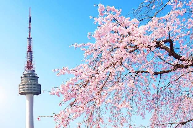 Free photo seoul tower and pink cherry blossom, sakura season in spring,seoul in south korea