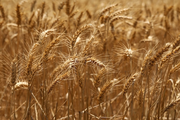 Free photo selective focus shot of golden ears of wheat in a field