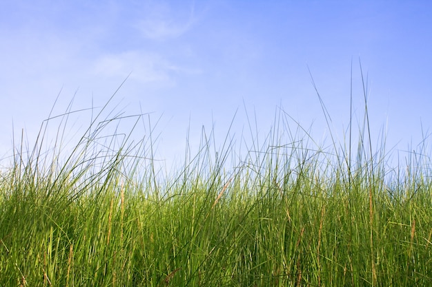 Бесплатное фото Небо нидерландский пейзаж идиллический дюна