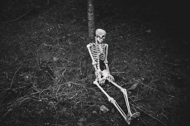 Free photo sitting skeleton leaned on tree in dark forest