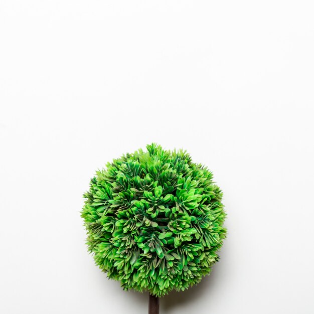 Маленькое зеленое декоративное дерево