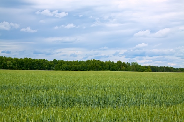 Бесплатное фото Летний пейзаж с зеленым полем