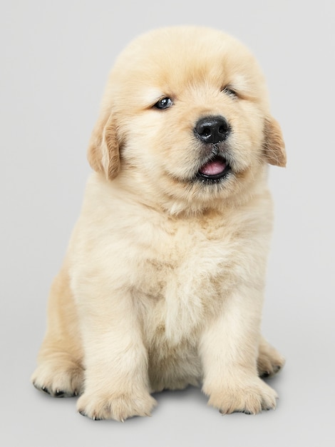Free PSD adorable golden retriever puppy portrait